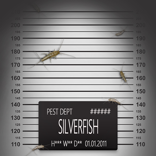 silverfish.jpg